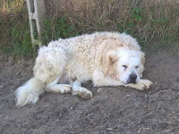 cane da pastore abruzzese